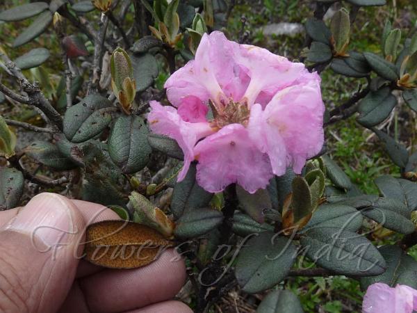 Flowering Head Rhododendron